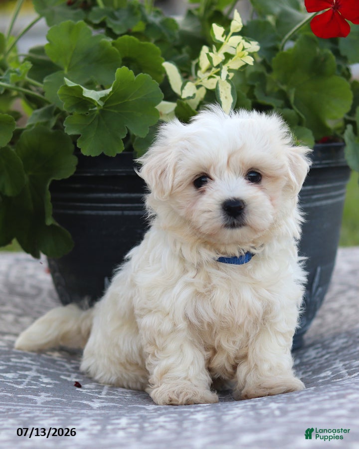 Maltese dogs Arlene - Ad 1