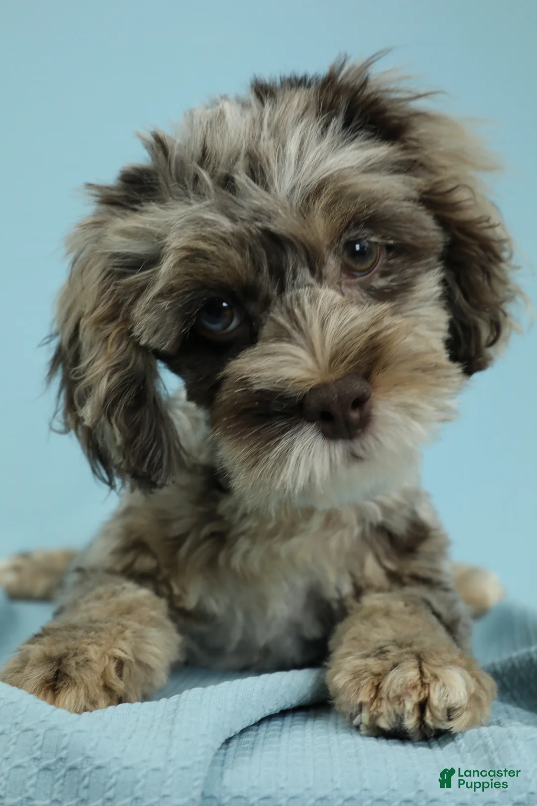 Cockapoo dogs for sale: Hazel - Ad 2