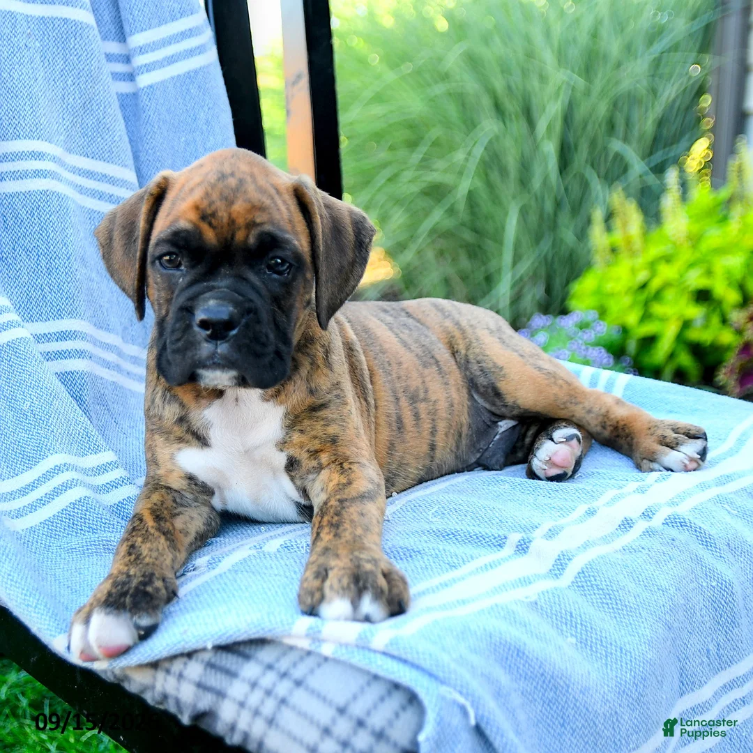 Boxer dogs for sale: Oscar - Ad 5