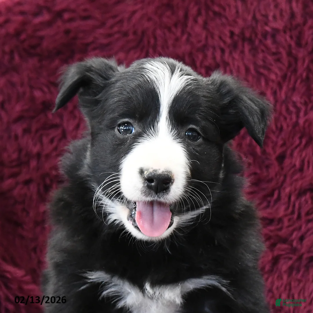 Border Collie dogs for sale: Roxy - Ad 3