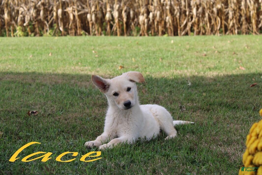 German Shepherd dogs German Shepherd Puppy 1 Lace - Ad 42