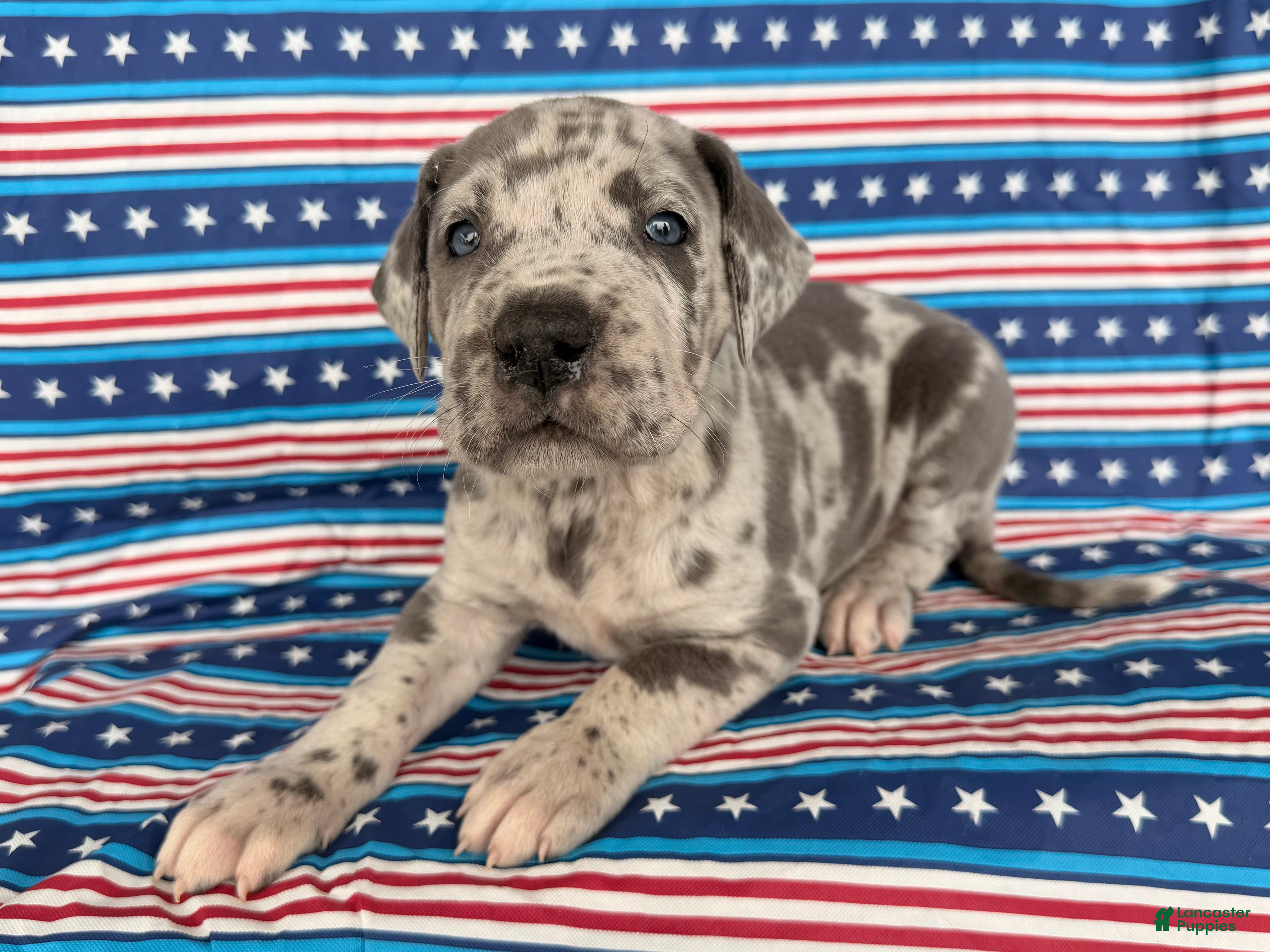 Great Dane dogs Petunia Great Dane  - Ad 2