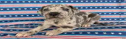 Great Dane dogs for sale: Petunia Great Dane  - Ad 2
