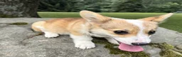 Welsh Corgi Pembroke dogs for sale: SKYLER - Ad 8