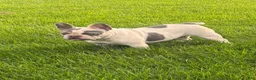 French Bulldog dogs for sale: Nikita - Ad 9