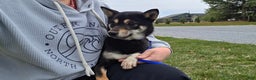 Shiba Inu dogs for sale: Shiba Inu Puppy 1 - Ad 3