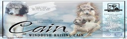 Standard Poodle dogs for stud: Windbush Raising Cain - Ad 1