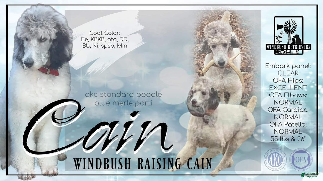 Standard Poodle dogs for stud: Windbush Raising Cain - Ad 1