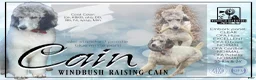 Standard Poodle dogs for stud: Windbush Raising Cain - Ad 1