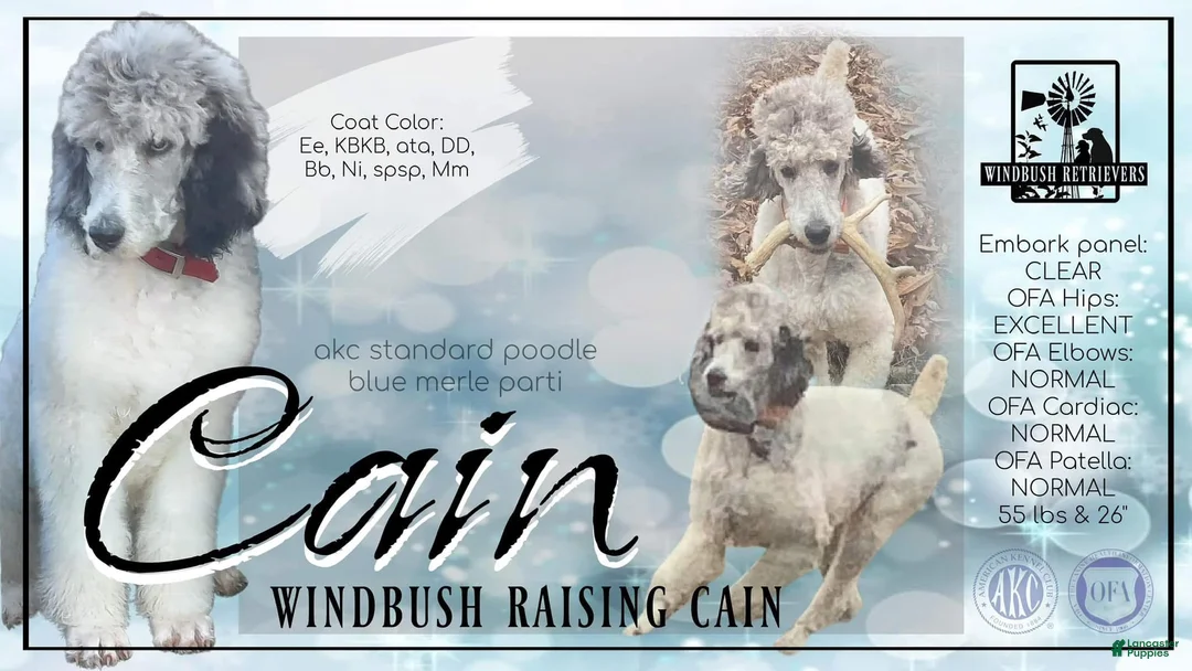 Standard Poodle dogs for stud: Windbush Raising Cain - Ad 1
