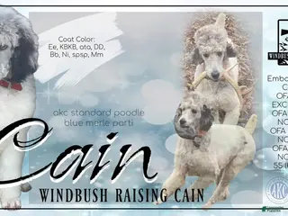 Standard Poodle dogs Windbush Raising Cain - Ad 1