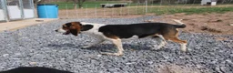 Beagle dogs for sale: Elikhana - Ad 6
