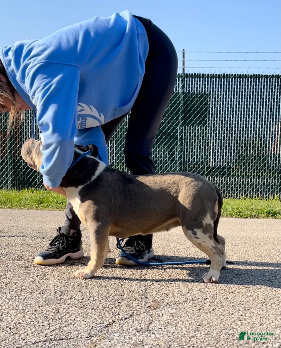American Bully dogs for sale: Maya - Spayed adult female  - Ad 4