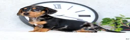 Miniature Dachshund dogs for sale: Lilla - Ad 5