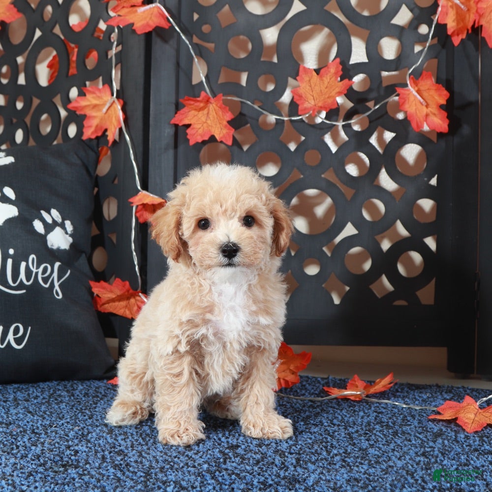 Bichpoo dogs Axle Tail Wagging Poochon Puppy - Ad 7