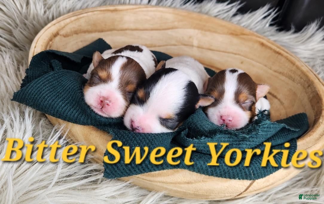 Yorkshire Terrier dogs Yorkshire Terrier 1 - Ad 2