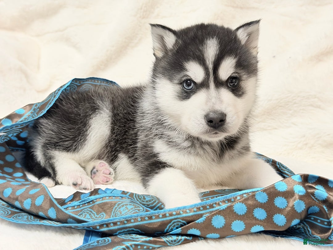 Alaskan Klee Kai dogs for sale: Ace - Ad 3