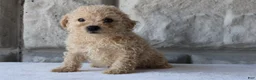 Bichpoo dogs for sale: Bonnie - Ad 4