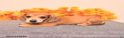 Miniature Dachshund dogs for sale: Roscoe - Ad 4