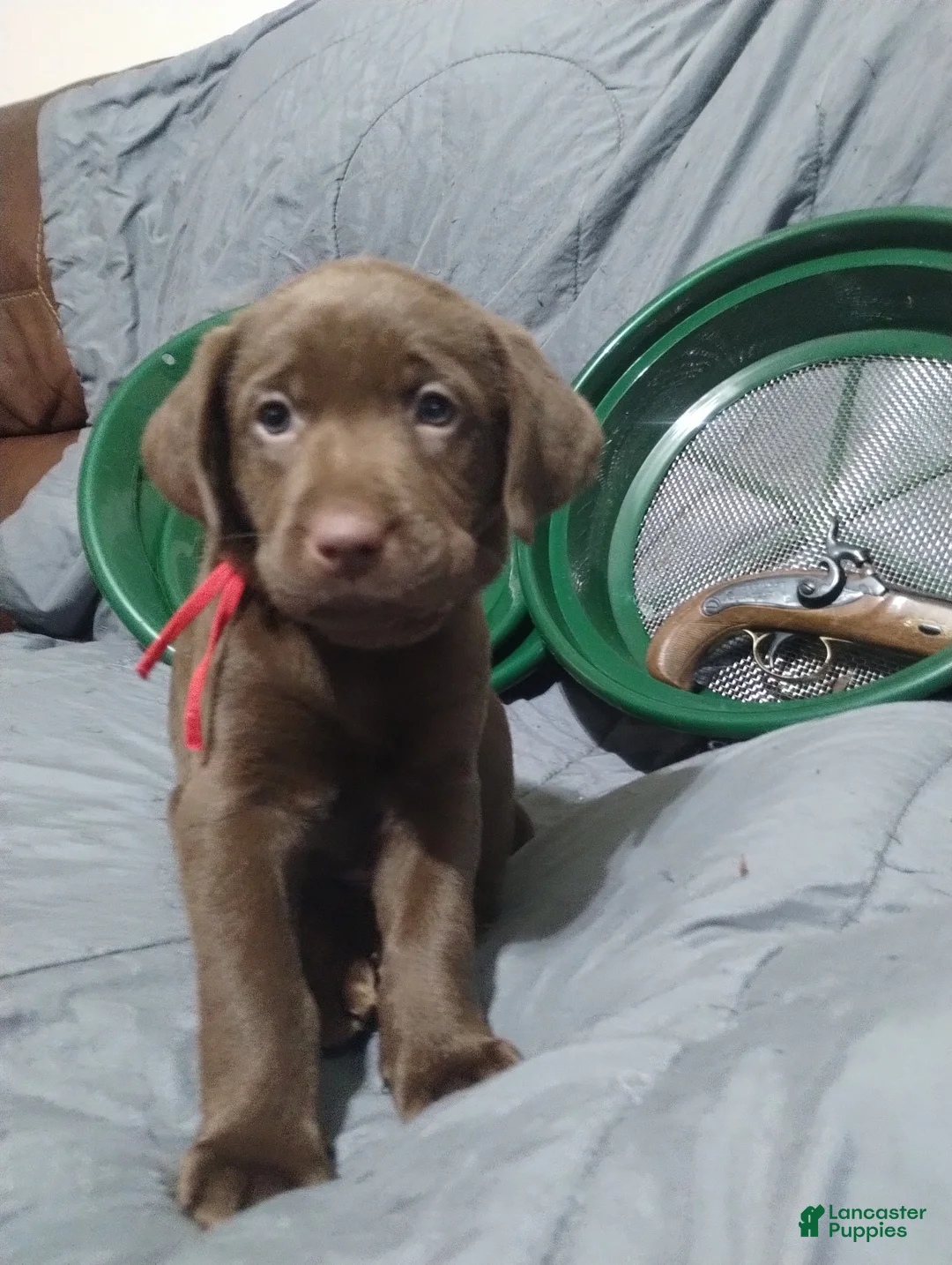 Labrador Retriever dogs for sale: Amidala  - Ad 1