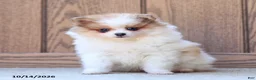 Pomeranian dogs for sale: Tiffany - Ad 4