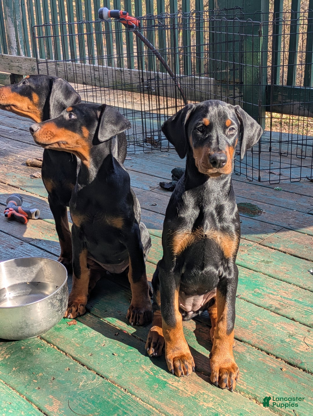 Doberman Pinscher dogs for sale: Doberman Pinscher Puppy 9 - Ad 5
