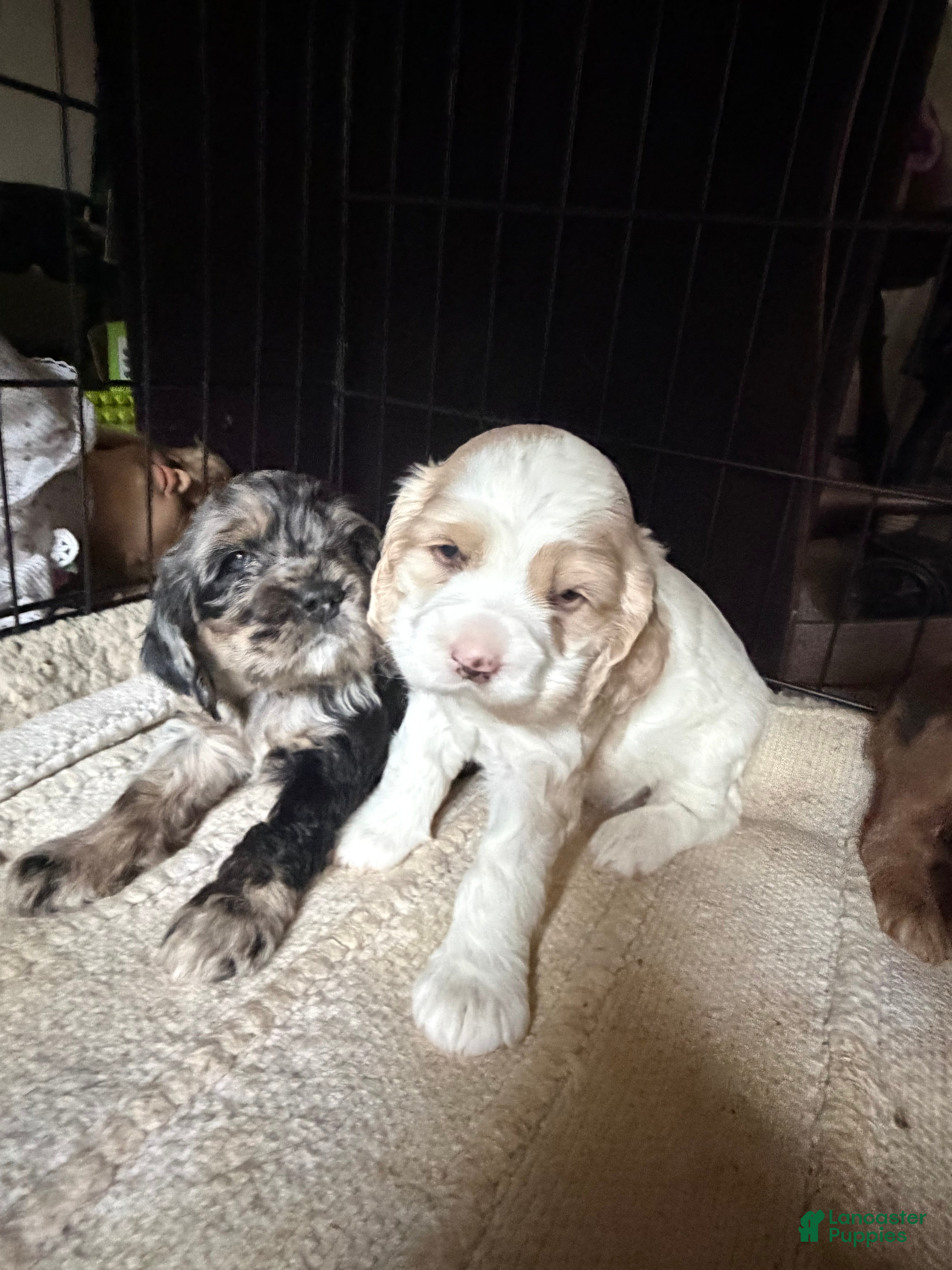 Cocker Spaniel dogs Pearl - Ad 1