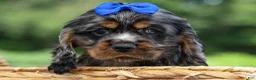 Cocker Spaniel dogs for sale: Dakota 🐶💙 - Ad 15