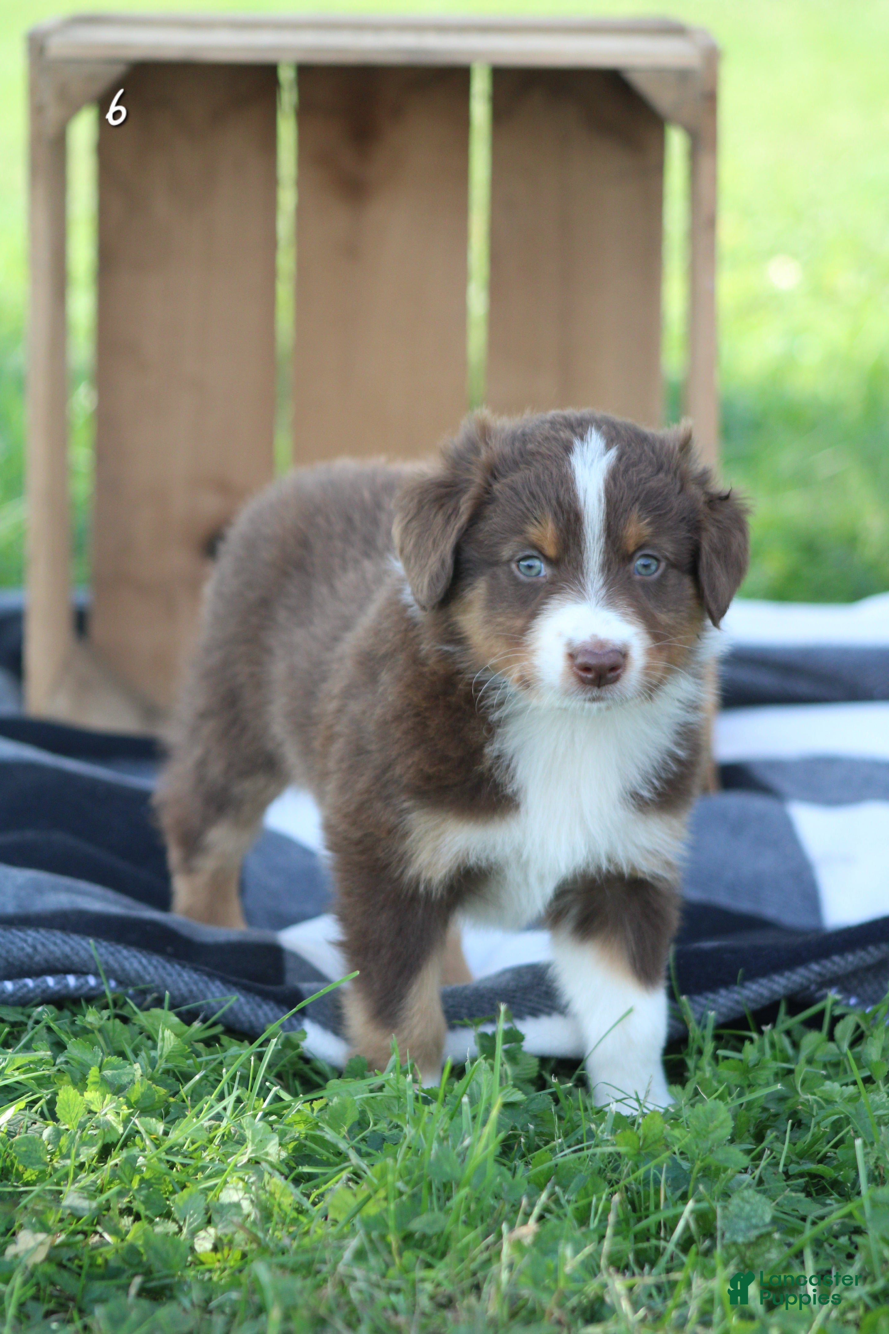 Migs (Australian Shepherd, Male) in Quarryville, PA