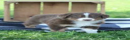 Australian Shepherd dogs for sale: Migs  - Ad 1