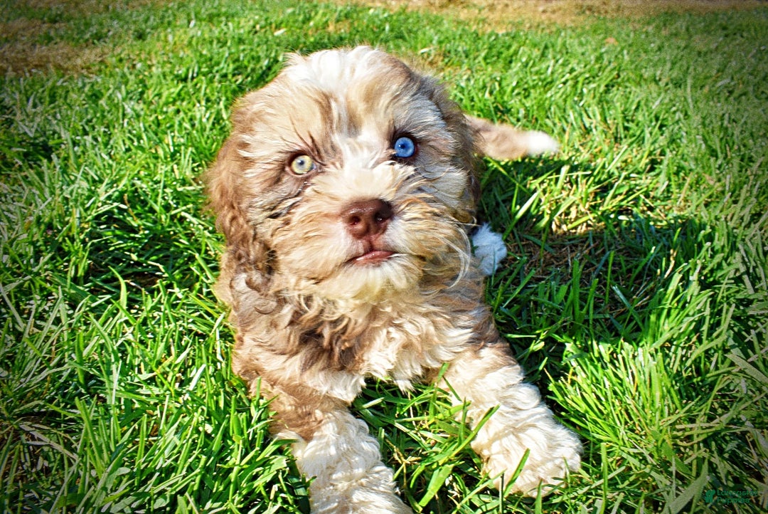 Havapoo dogs for sale: Jasper - Ad 16