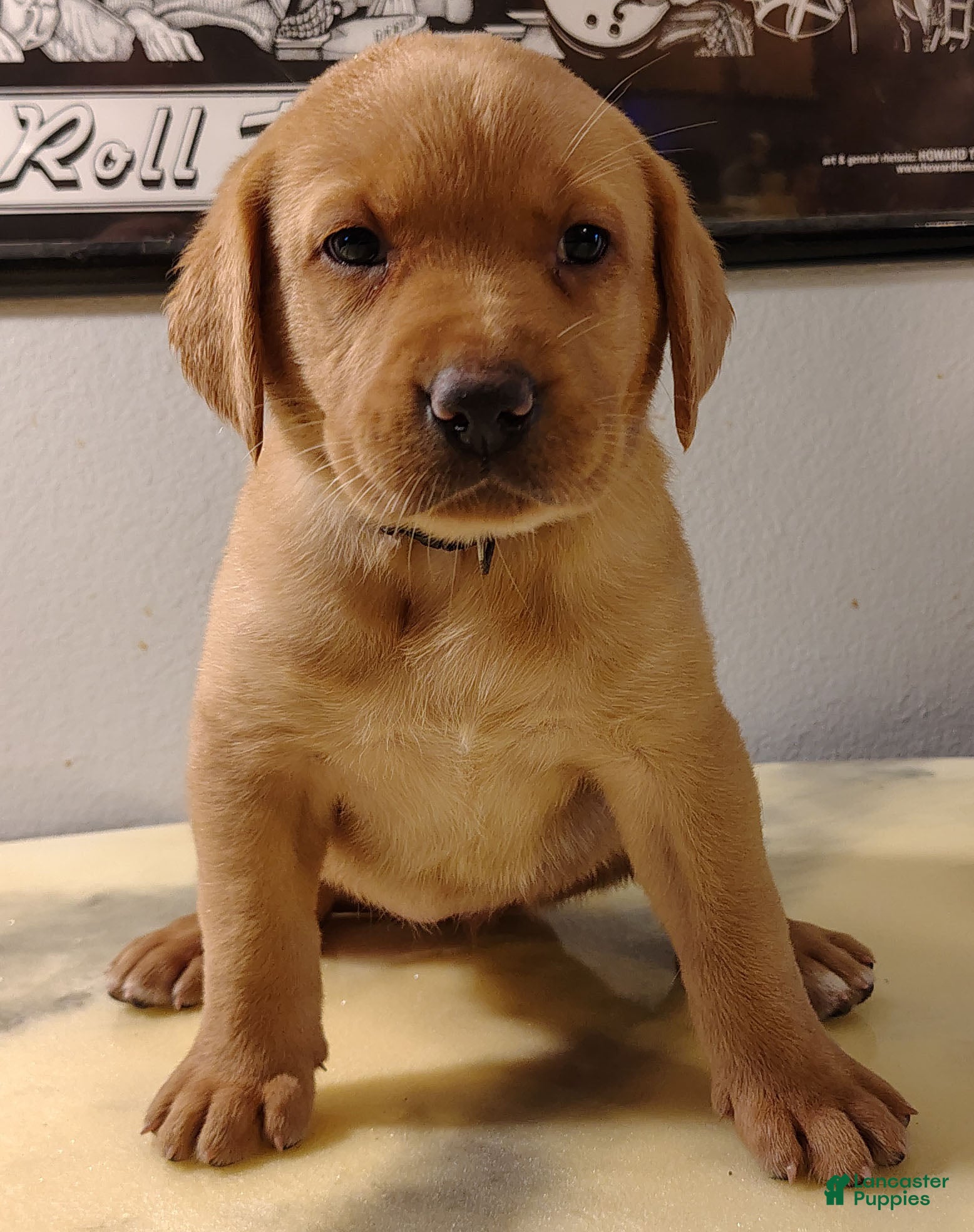 Labrador Retriever dogs Goldie - Ad 24