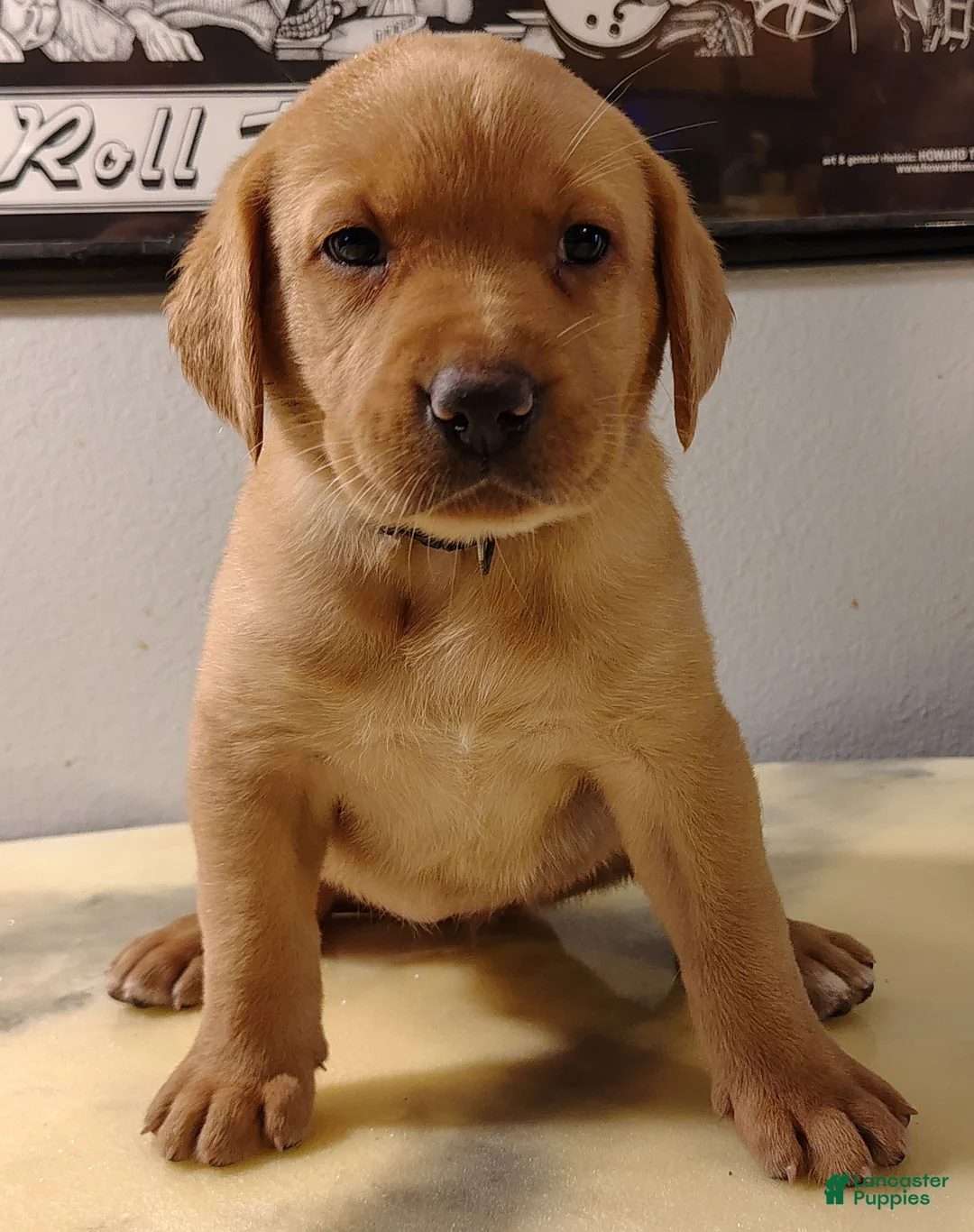 Labrador Retriever dogs for sale: Goldie - Ad 1