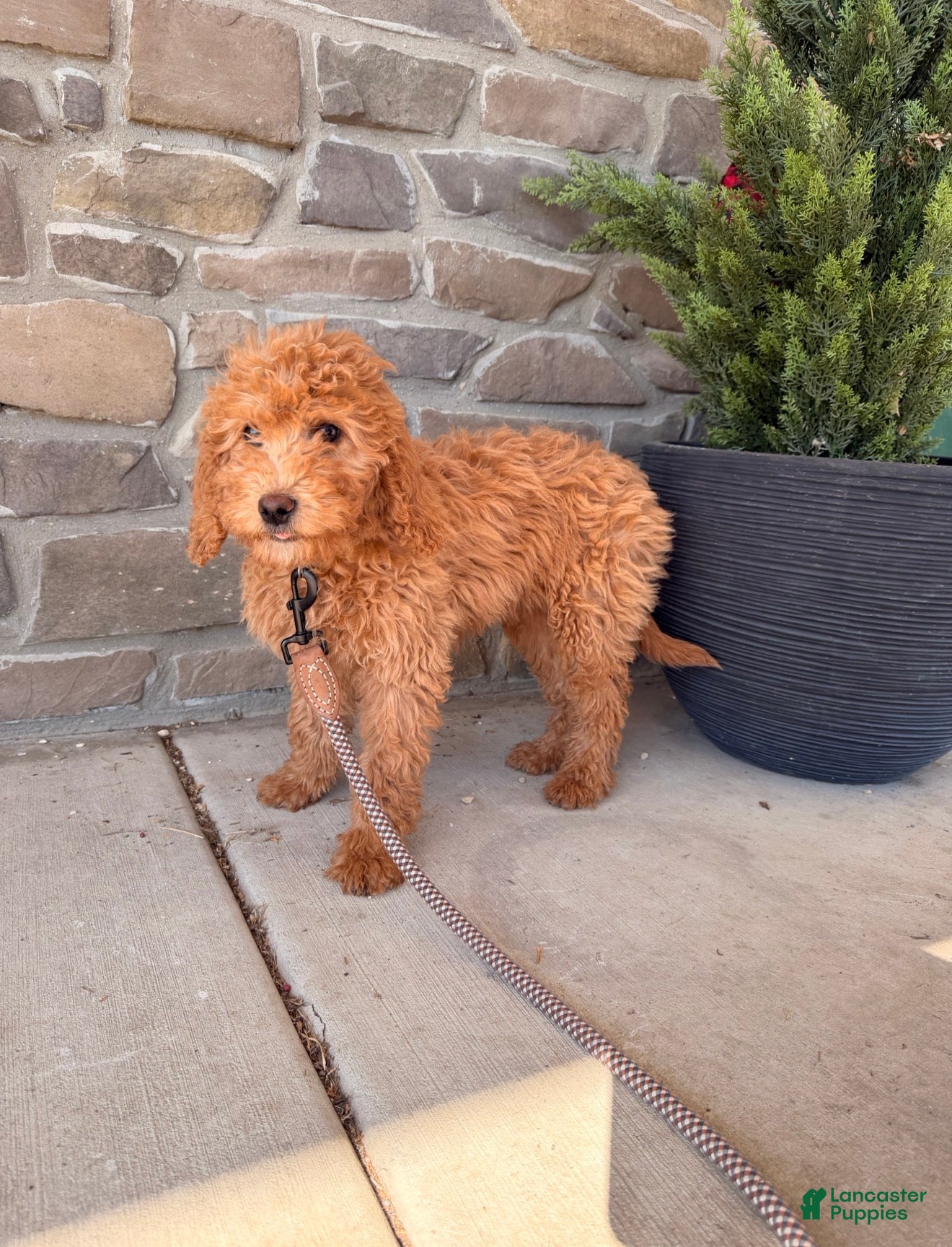 Irish Doodle dogs Irish Doodle Puppy 1 - Ad 1