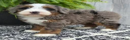 Mini Bernedoodle dogs for sale: Mini Winnie - Ad 5