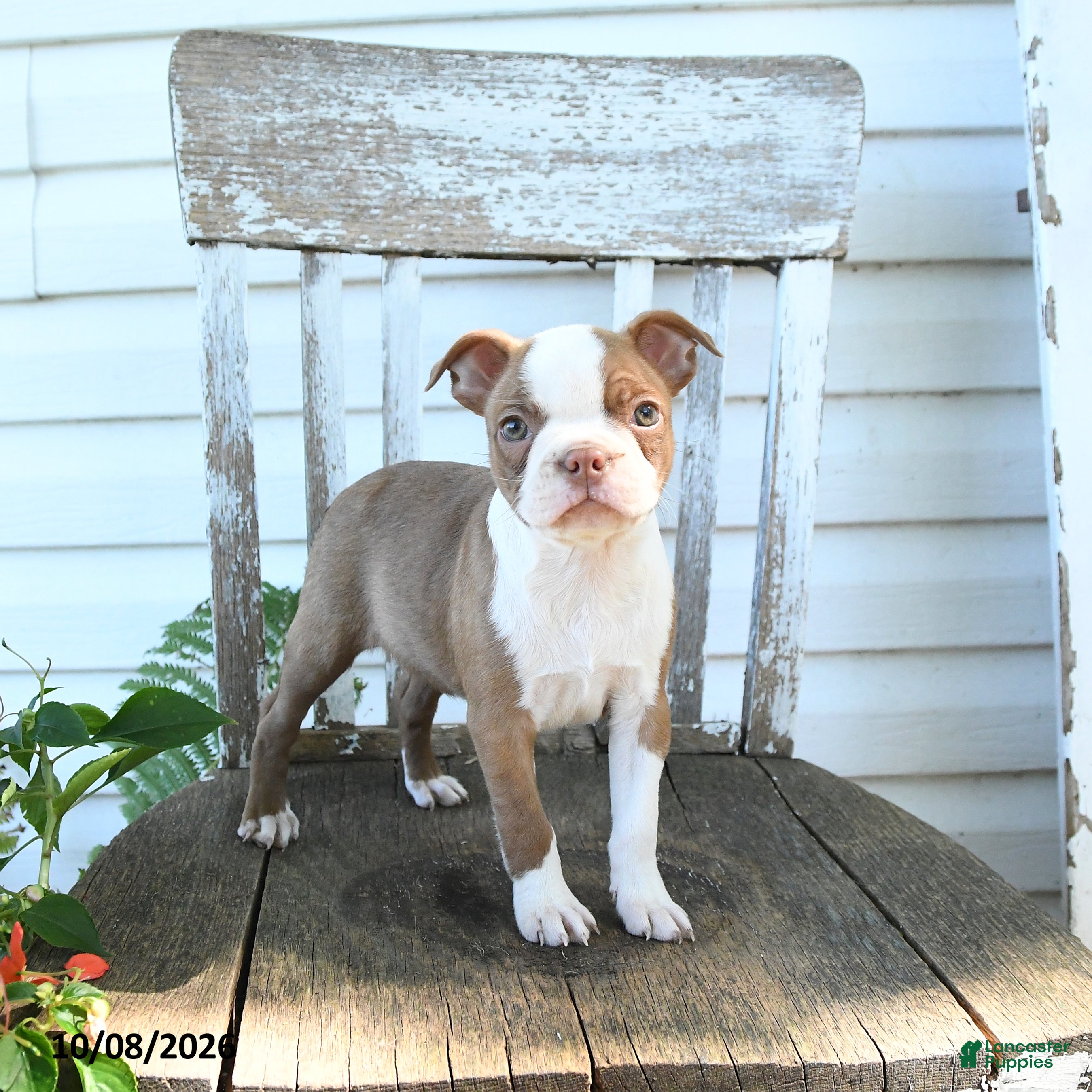 Boston Terrier dogs Bella   - Ad 1