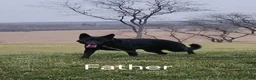 German Shepherd dogs for sale: Daisy - Ad 9