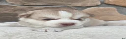 Siberian Husky dogs for sale: Galaxy - Ad 14
