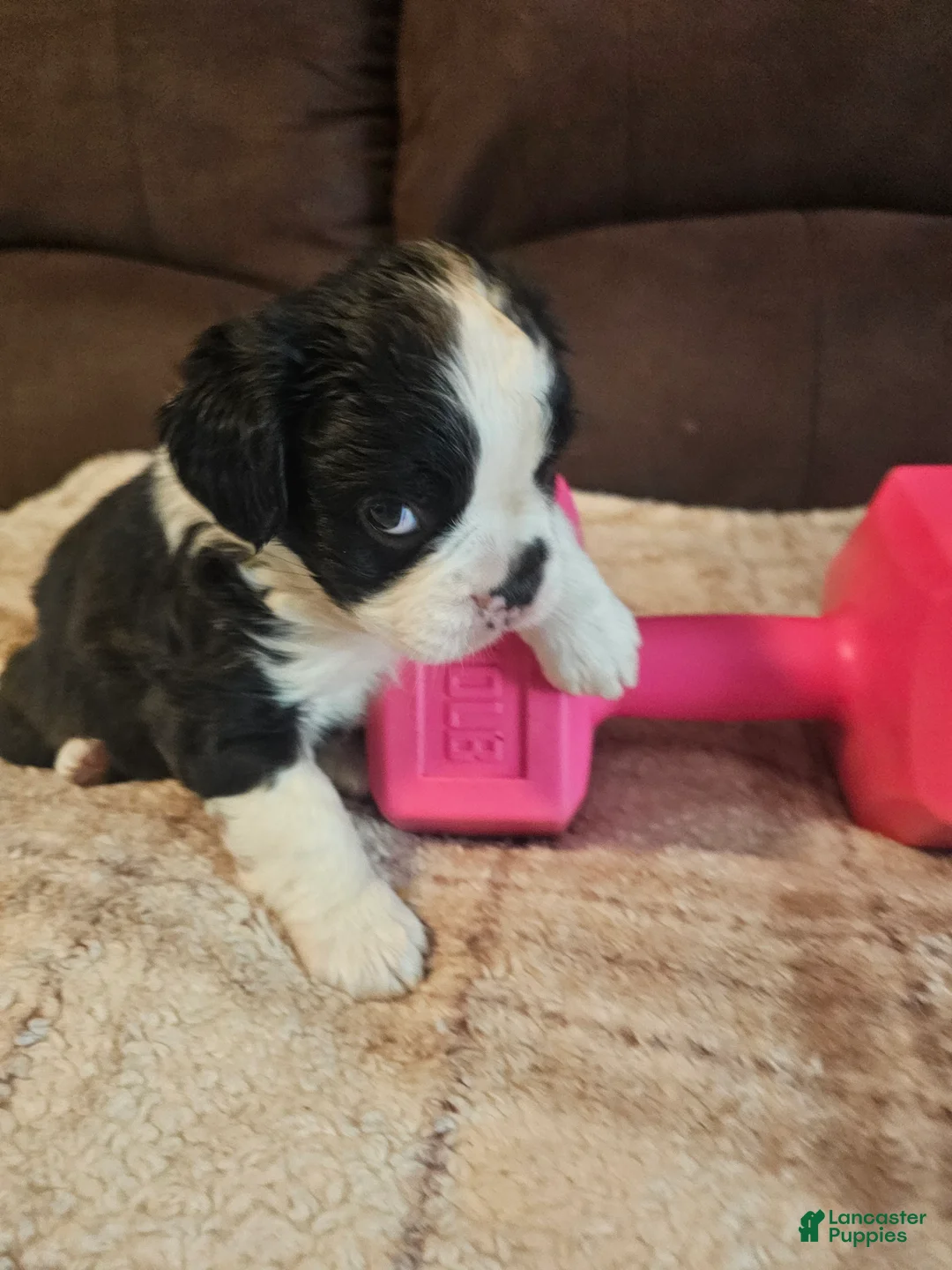 Frenchton dogs for sale: Oreo - Ad 2