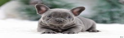 French Bulldog dogs for sale: Taffy - Ad 1