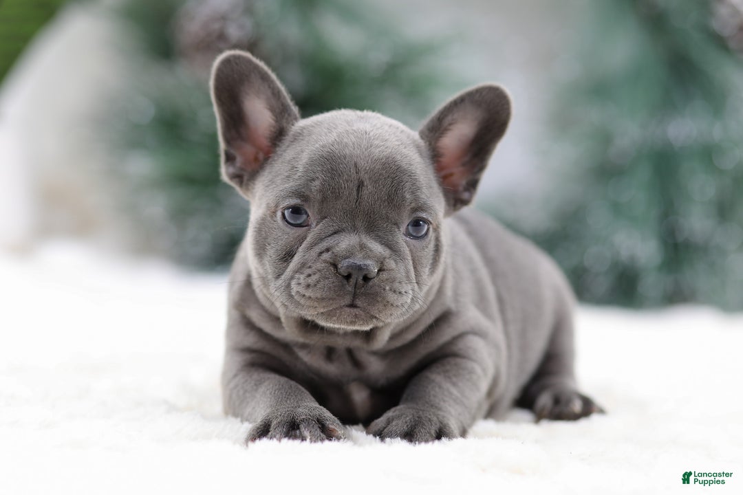 French Bulldog dogs for sale: Taffy - Ad 1