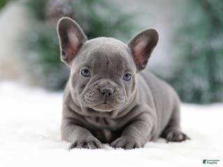 French Bulldog dogs Taffy - Ad 16