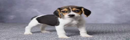 Beagle dogs for sale: Sandy - Ad 5