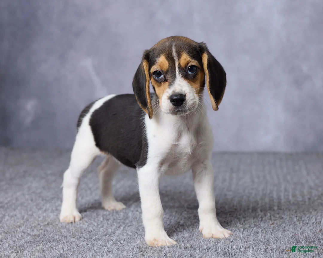 Beagle dogs for sale: Sandy - Ad 5