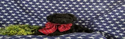Cockapoo dogs for sale: Jarod Hypoallergenic - Ad 7