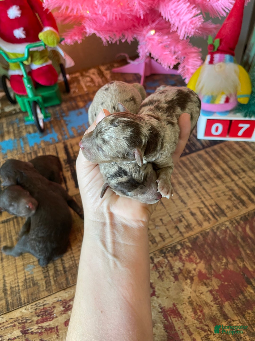 Miniature Poodle dogs for sale: Akc Clear Chocolate Merle Phantom Boy 1 - Ad 8