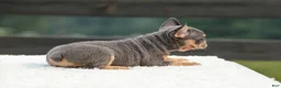 French Bulldog dogs for sale: Ivy - Ad 4