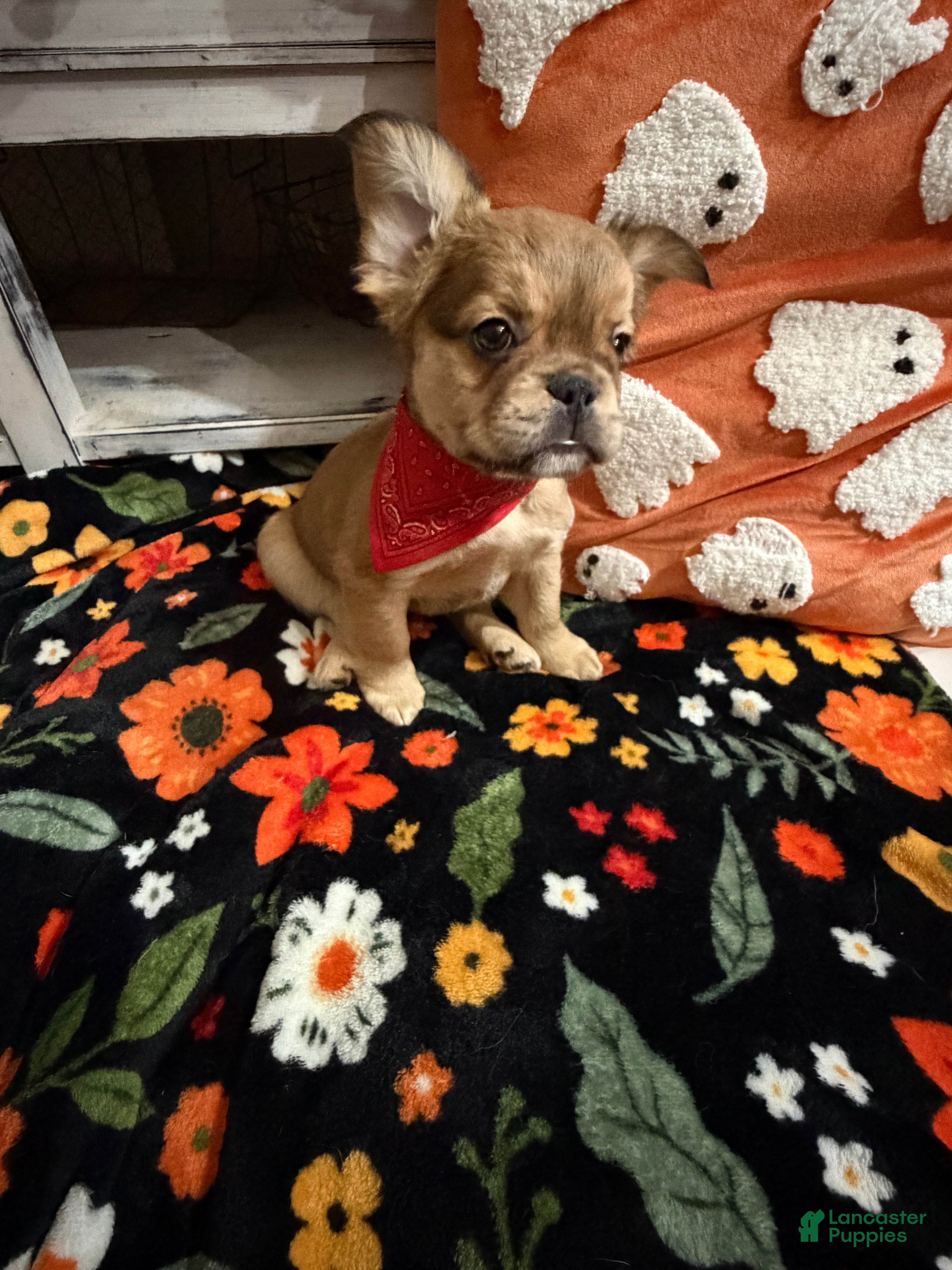 French Bulldog dogs French Bulldog 3 - Ad 2