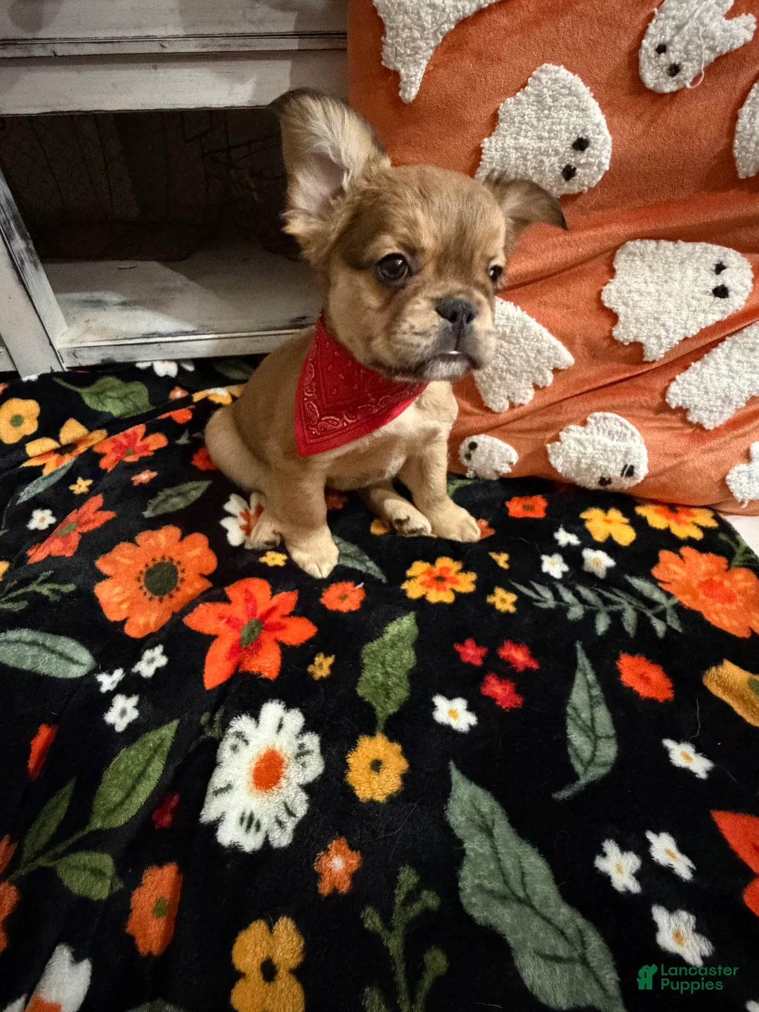 French Bulldog dogs for sale: French Bulldog 3 - Ad 2