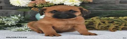 Mixed Breed dogs for sale: Taffy  - Ad 2